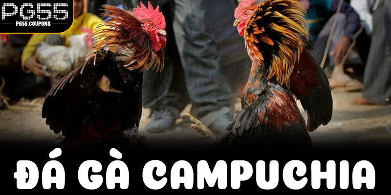 Đá Gà Campuchia – Khám Phá Sức Hút Của Những Trận Đấu Đầy Kịch Tính